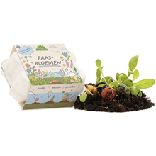 Laden Sie das Bild in den Galerie-Viewer, Osterblumen Blumenmurmeln in Pappschachtel