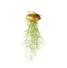 Laden Sie das Bild in den Galerie-Viewer, Tillandsia Usneoides in goldener Seeigelschale | Hängende Luftpflanze