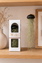 Laden Sie das Bild in den Galerie-Viewer, Tillandsia Usneoides in schwarzer Seeigelschale | Hängende Luftpflanze