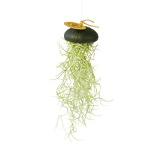 Laden Sie das Bild in den Galerie-Viewer, Tillandsia Usneoides in schwarzer Seeigelschale | Hängende Luftpflanze