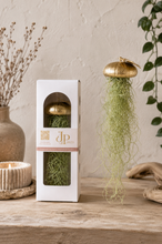 Laden Sie das Bild in den Galerie-Viewer, Tillandsia Usneoides in goldener Seeigelschale | Hängende Luftpflanze