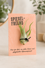 Laden Sie das Bild in den Galerie-Viewer, Pflanze mit Saugnapf - einzigartiges Geschenk