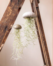 Laden Sie das Bild in den Galerie-Viewer, Tillandsia Usneoides in weisser Seeigelschale | Hängende Luftpflanze