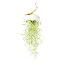 Laden Sie das Bild in den Galerie-Viewer, Tillandsia Usneoides in weisser Seeigelschale | Hängende Luftpflanze