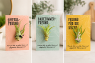 Pflanze mit Saugnapf - einzigartiges Geschenk