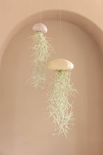 Laden Sie das Bild in den Galerie-Viewer, Tillandsia Usneoides in natürlicher Seeigelschale | Hängende Luftpflanze
