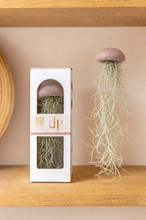 Laden Sie das Bild in den Galerie-Viewer, Tillandsia Usneoides in puderfarbener Seeigelschale | Hängende Luftpflanze