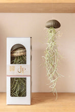 Laden Sie das Bild in den Galerie-Viewer, Tillandsia Usneoides in natürlicher Seeigelschale | Hängende Luftpflanze