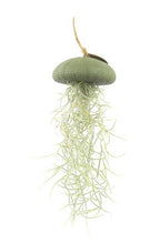 Laden Sie das Bild in den Galerie-Viewer, Tillandsia Usneoides in grüner Seeigelschale | Hängende Luftpflanze