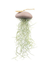 Laden Sie das Bild in den Galerie-Viewer, Tillandsia Usneoides in puderfarbener Seeigelschale | Hängende Luftpflanze