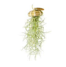 Laden Sie das Bild in den Galerie-Viewer, Tillandsia Usneoides in natürlicher Seeigelschale | Hängende Luftpflanze