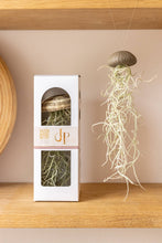 Laden Sie das Bild in den Galerie-Viewer, Tillandsia Usneoides in natürlicher Seeigelschale | Hängende Luftpflanze