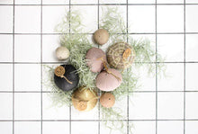Laden Sie das Bild in den Galerie-Viewer, Tillandsia Usneoides in puderfarbener Seeigelschale | Hängende Luftpflanze